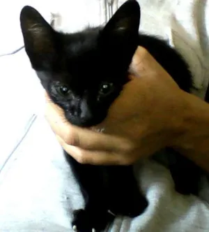 Gato raça gato preto idade Abaixo de 2 meses nome não tem