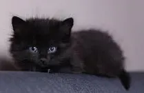 Gato raça Bombay idade Abaixo de 2 meses nome Pretinhos e Pretinhas