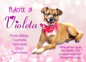Cachorro raça SRD idade 3 anos nome Violeta