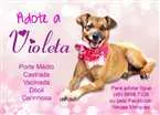 Cachorro raça SRD idade 3 anos nome Violeta