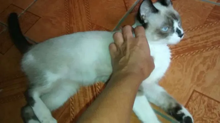 Gato ra a siames idade 2 a 6 meses nome sem nome