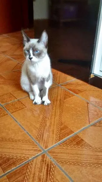 Gato ra a siames idade 2 a 6 meses nome sem nome