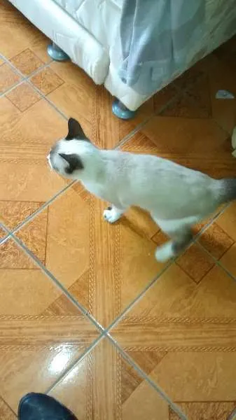 Gato ra a siames idade 2 a 6 meses nome sem nome