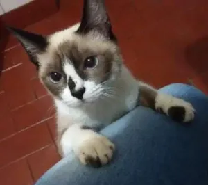 Gato raça siames idade 2 a 6 meses nome sem nome