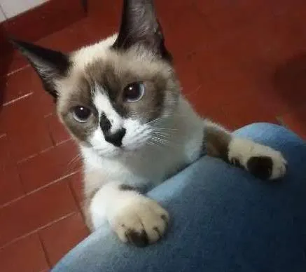 Gato ra a siames idade 2 a 6 meses nome sem nome