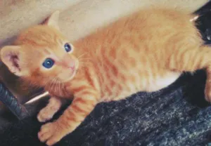 Gato raça viralata idade Abaixo de 2 meses nome Bolinha