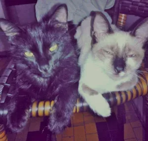 Gato raça VIRALATAS idade 2 a 6 meses nome PRETINHO E BRANQUINHA
