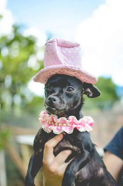 Cachorro raça Dv idade  nome Vários anjinhos