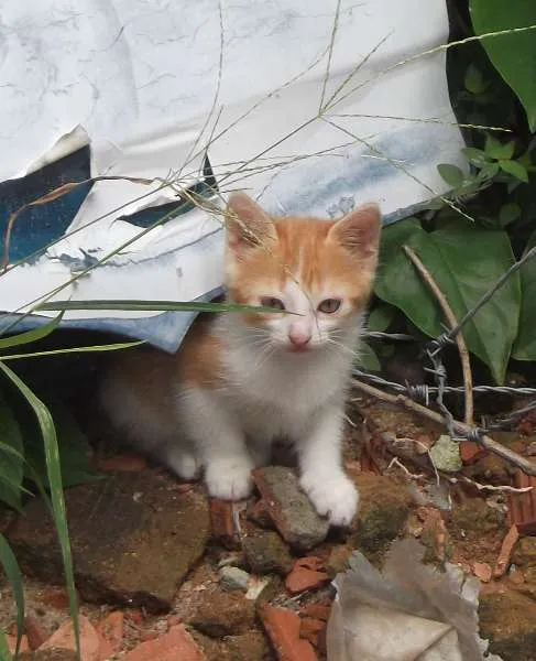 Gato ra a indefinido idade 2 anos nome Muchacho e muchacha