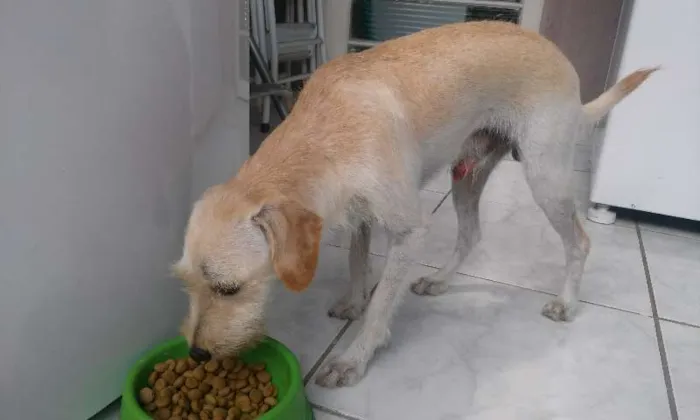 Cachorro ra a vira lata idade 2 anos nome Tiberius