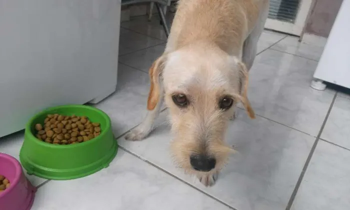 Cachorro ra a vira lata idade 2 anos nome Tiberius