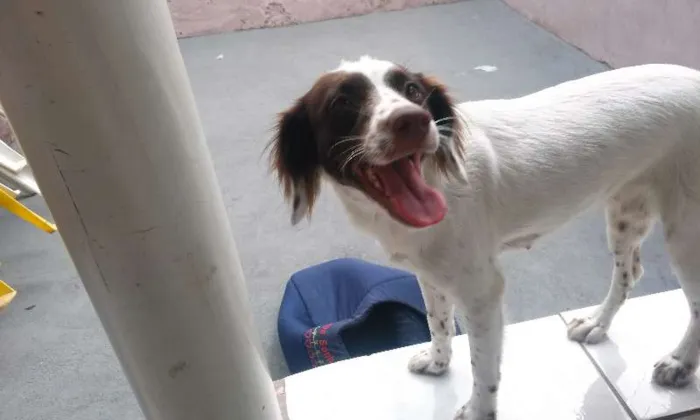 Cachorro ra a vira lata idade 7 a 11 meses nome May