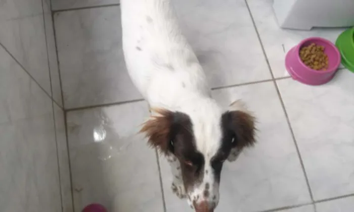 Cachorro ra a vira lata idade 7 a 11 meses nome May