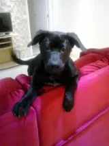 Cachorro ra a SRD idade 7 a 11 meses nome Tom