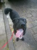 Cachorro ra a SRD idade 7 a 11 meses nome Tom