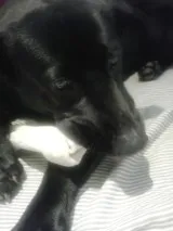 Cachorro ra a SRD idade 7 a 11 meses nome Tom