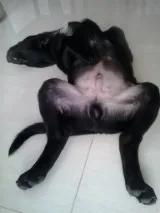 Cachorro ra a SRD idade 7 a 11 meses nome Tom