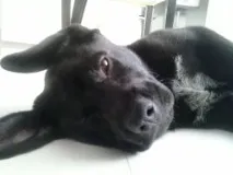 Cachorro ra a SRD idade 7 a 11 meses nome Tom