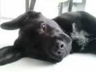 Cachorro raça SRD idade 7 a 11 meses nome Tom