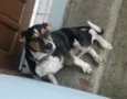 LILICA
