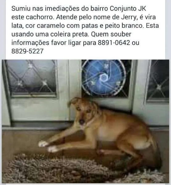 Cachorro ra a vira lata idade 5 anos nome Jerry