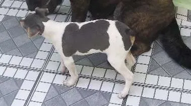 Cachorro ra a Fox paulistinha idade 4 anos nome Fred