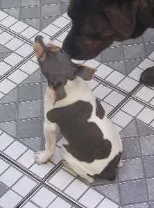 Cachorro ra a Fox paulistinha idade 4 anos nome Fred
