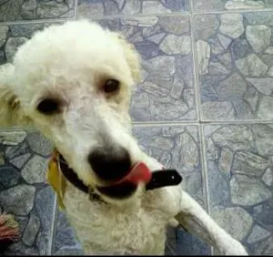 Cachorro raça poodle idade 4 anos nome Fredy