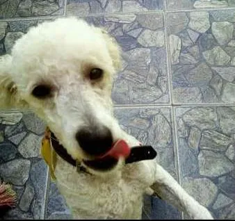 Cachorro ra a poodle idade 4 anos nome Fredy