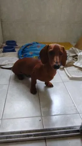 Cachorro ra a Basset-Cofap idade 2 a 6 meses nome Doki