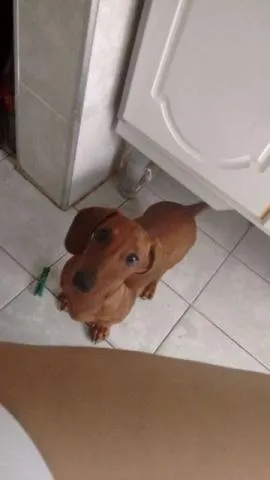 Cachorro ra a Basset-Cofap idade 2 a 6 meses nome Doki