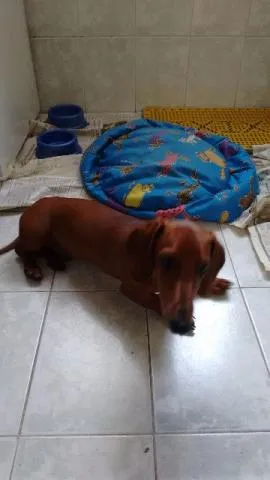 Cachorro ra a Basset-Cofap idade 2 a 6 meses nome Doki
