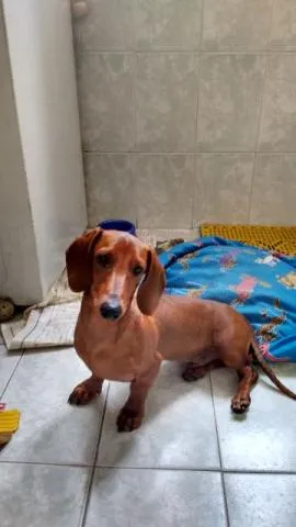 Cachorro ra a Basset-Cofap idade 2 a 6 meses nome Doki