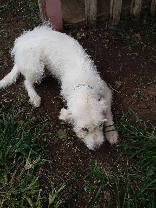 Cachorro ra a nao definida idade 7 a 11 meses nome Branca