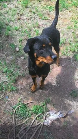 Cachorro raça rottweiler idade 7 a 11 meses nome Maya