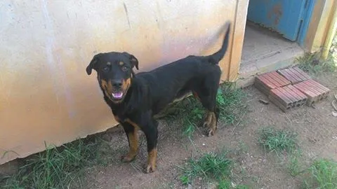 Cachorro raça rottweiler idade 7 a 11 meses nome Maya