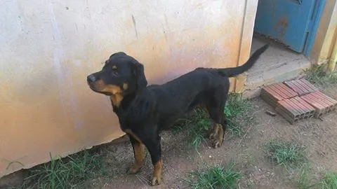 Cachorro raça rottweiler idade 7 a 11 meses nome Maya