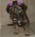 ADOTE