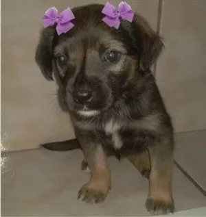 Cachorro raça Vira idade Abaixo de 2 meses nome ADOTE
