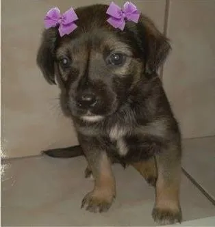 Cachorro ra a Vira idade Abaixo de 2 meses nome ADOTE