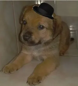 Cachorro ra a Vira idade Abaixo de 2 meses nome ADOTE