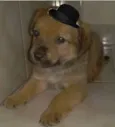 ADOTE