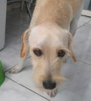 Cachorro raça vira lata idade 2 anos nome Tiberius