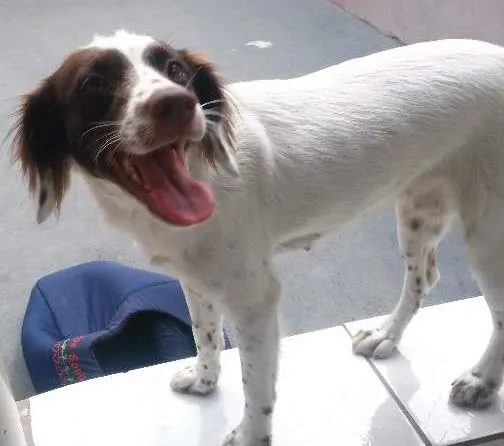 Cachorro ra a vira lata idade 7 a 11 meses nome May