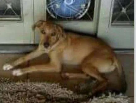 Cachorro ra a vira lata idade 5 anos nome Jerry