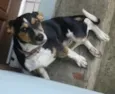 LILICA
