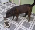 Tito