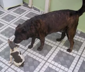 Cachorro raça Labrador idade 6 ou mais anos nome Tito