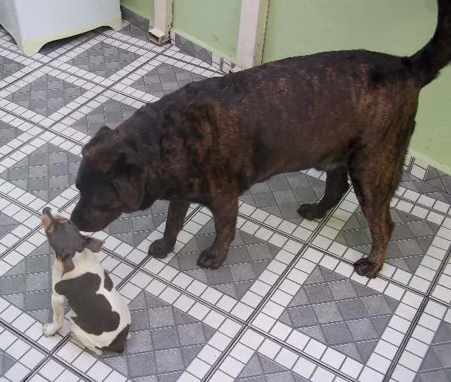 Cachorro ra a Labrador idade 6 ou mais anos nome Tito