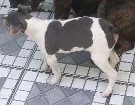Cachorro ra a Fox paulistinha idade 4 anos nome Fred